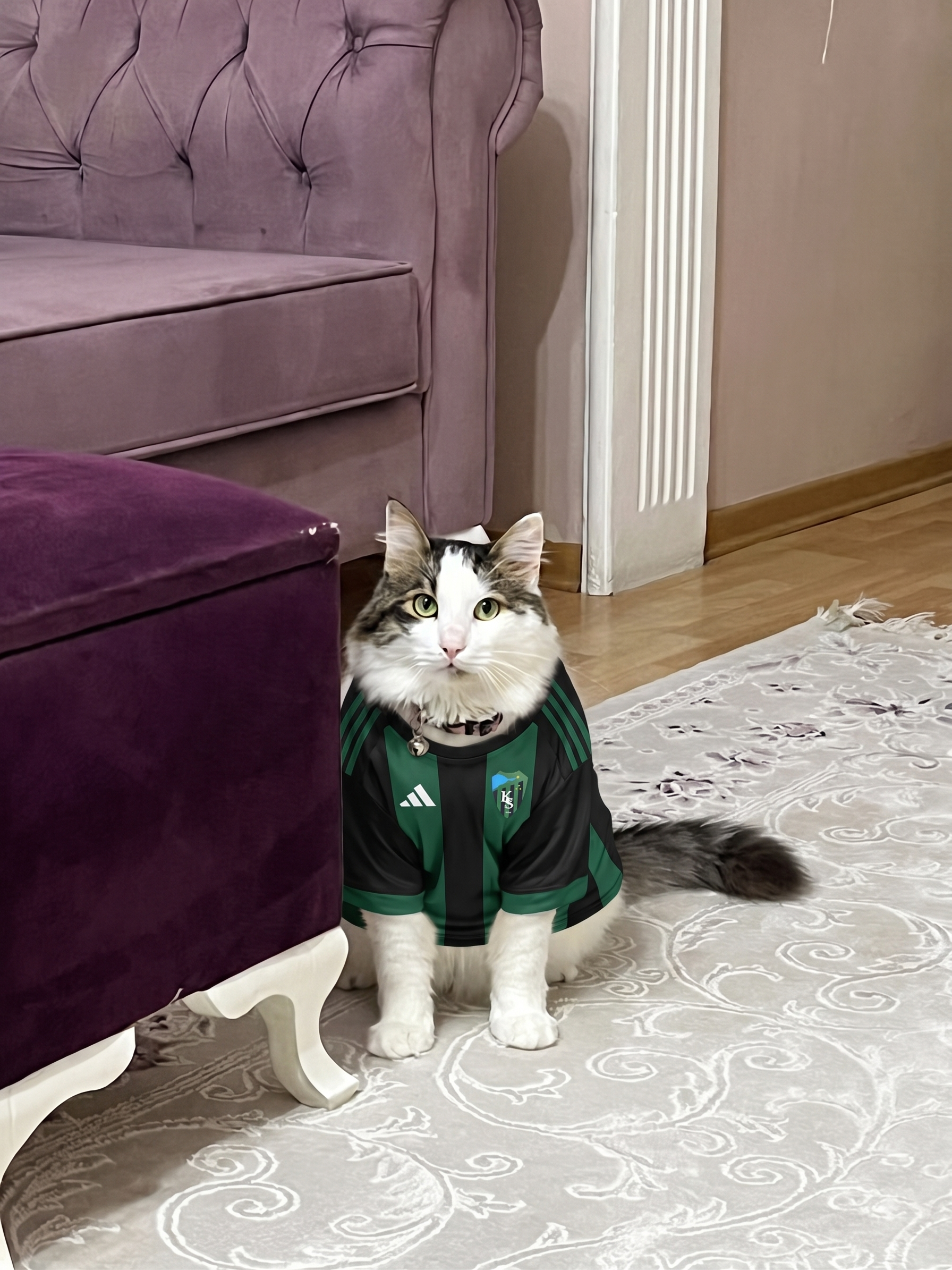 Kedi