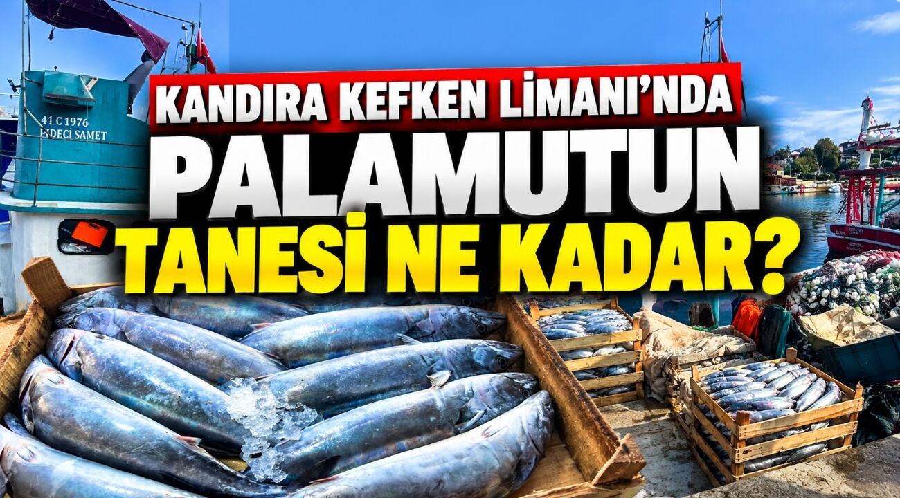 Kandıra Kefken Limanı’nda Palamutun Tanesi Ne Kadar?