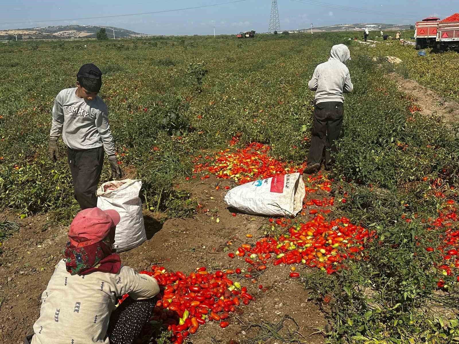 MANYAS GÖLÜ’NDEN GELEN İLAÇLI SU SALÇALIK DOMATES ÜRETİCİSİNİ VURDU-1