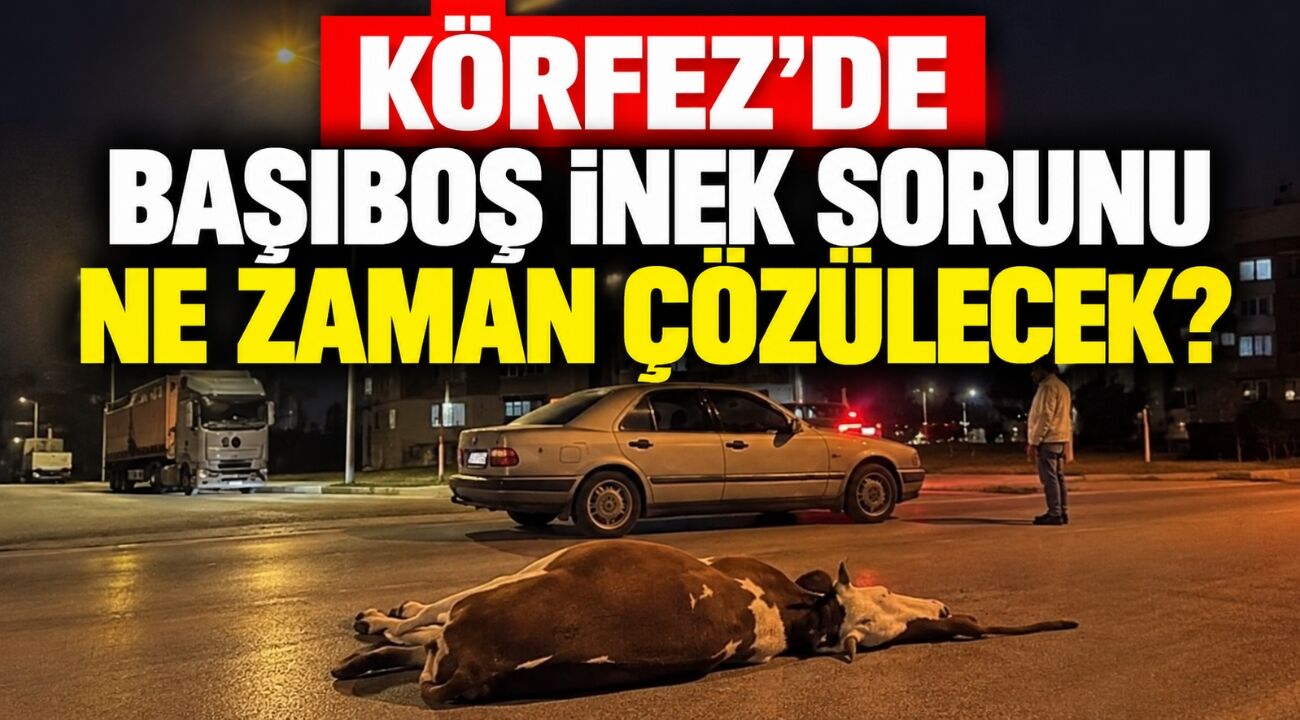 Körfez'de başıboş inek sorunu ne zaman çözülecek?
