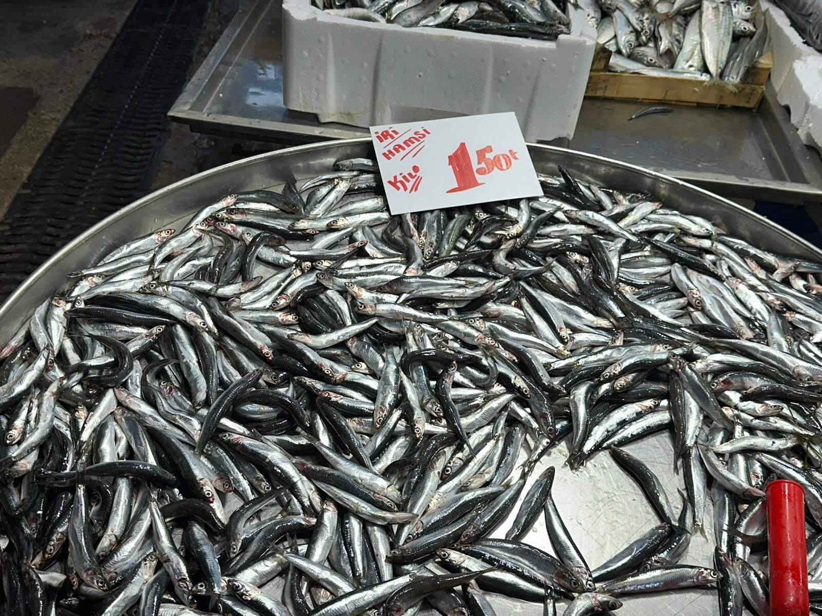 Hamsi