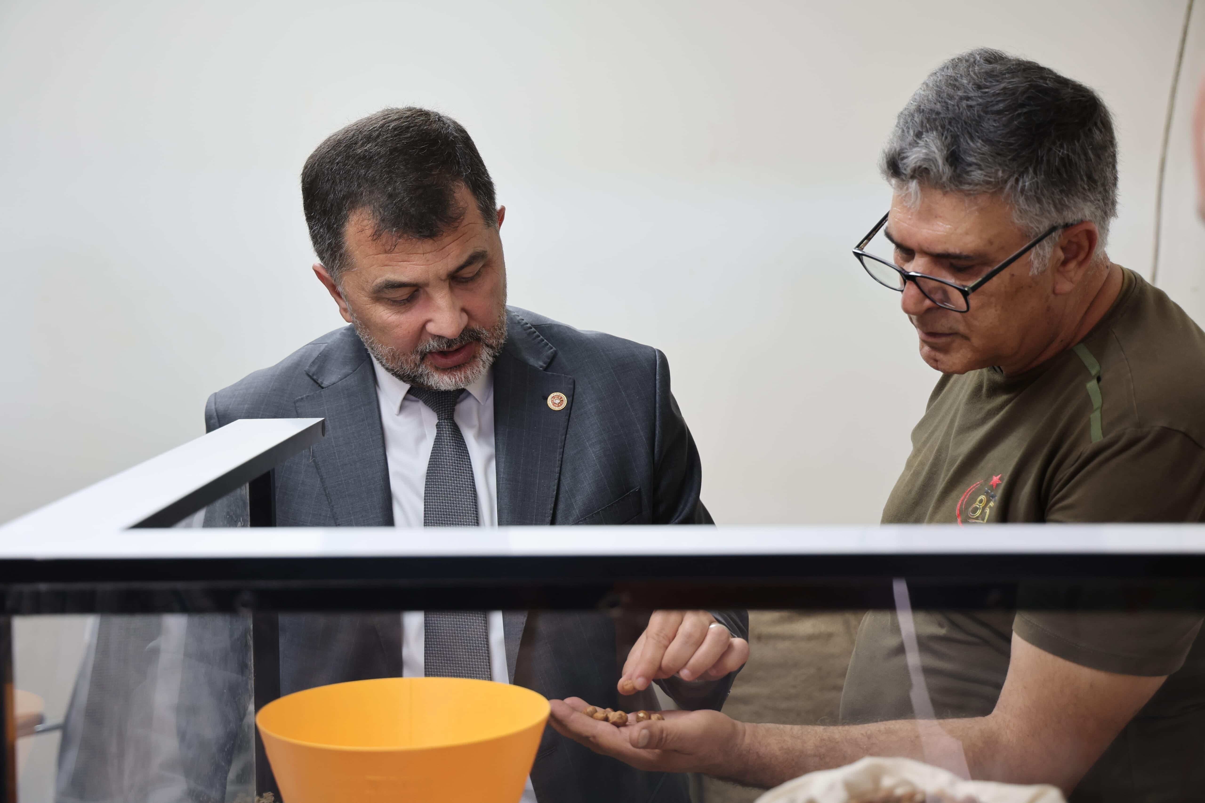 Düzce Vekili Öztürk Kandıra Fındığını TMO’da Yerinde İnceledi