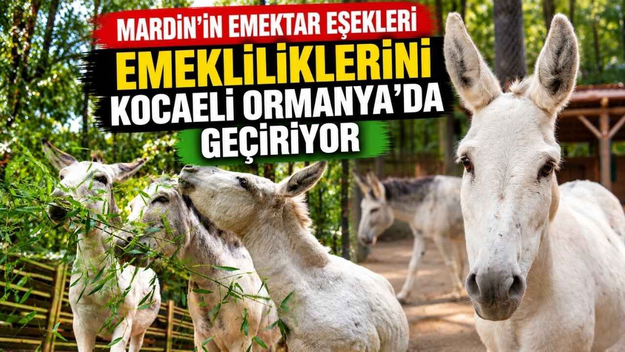 Mardi̇n’i̇n Emektar Eşekleri̇ Emekli̇li̇kleri̇ni̇ Kocaeli̇ Ormanya’da Geçi̇ri̇yor-1