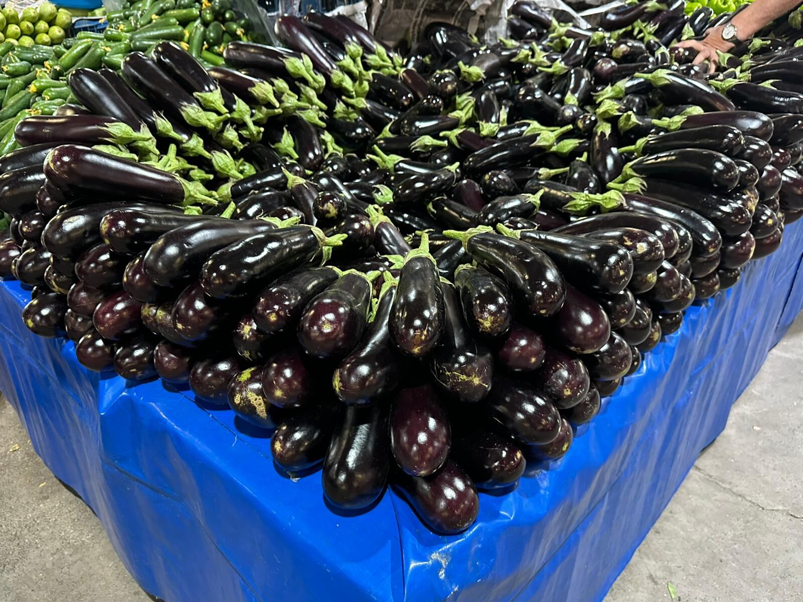 Patlican