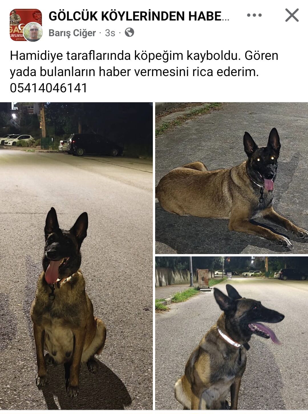 Gölcük’te kayıp kurt köpeği için sahibinden çağrı-1