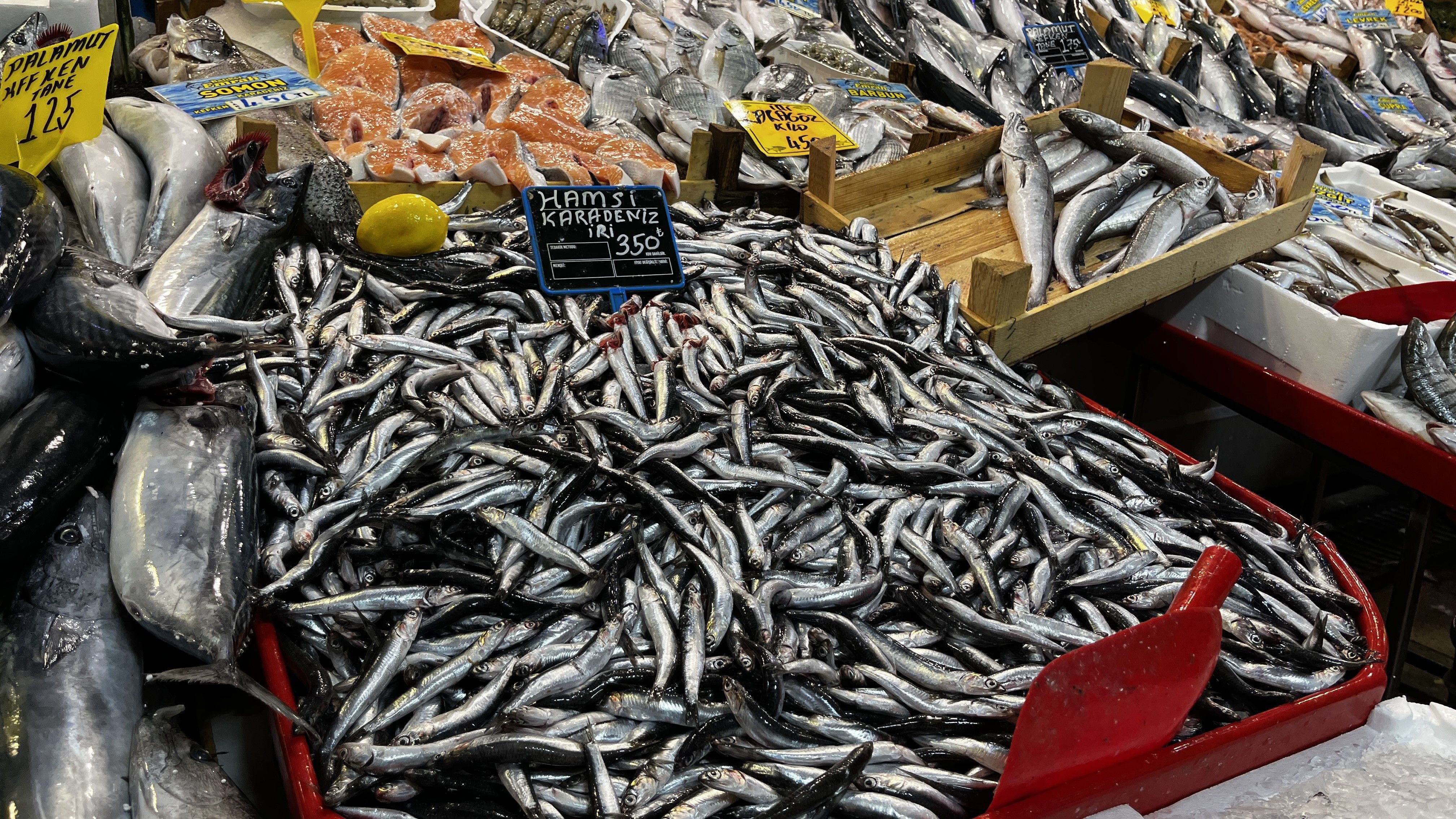 hamsi-3