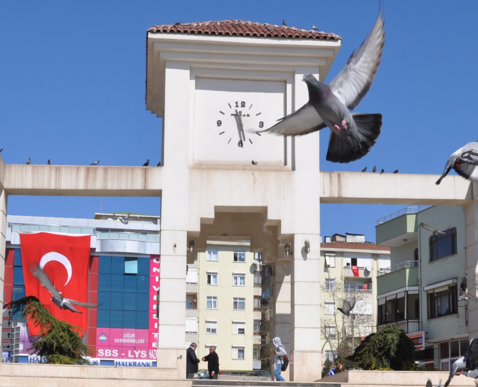 darıca-25