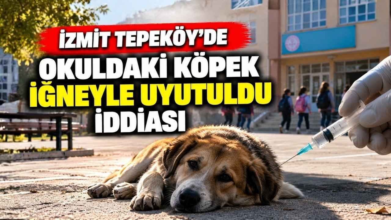 İzmit Tepeköy’de Okuldaki Köpek İğneyle Uyutuldu İddiası