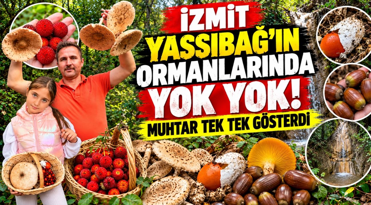 İzmit Yassıbağ’ın Ormanlarında Yok Yok! Muhtar Tek Tek Gösterdi