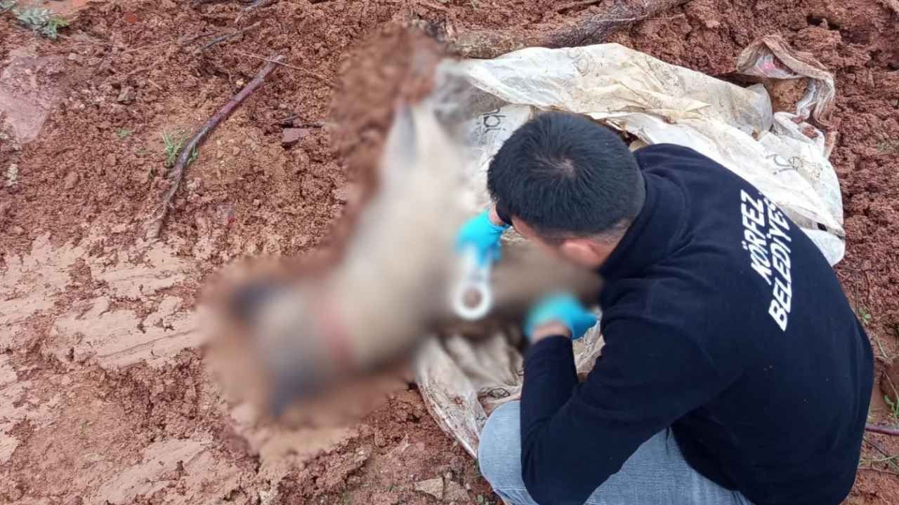 KÖRFEZ’DE CAN DOSTA VEFA! BELEDİYE EKİPLERİ DEFNETTİ-2