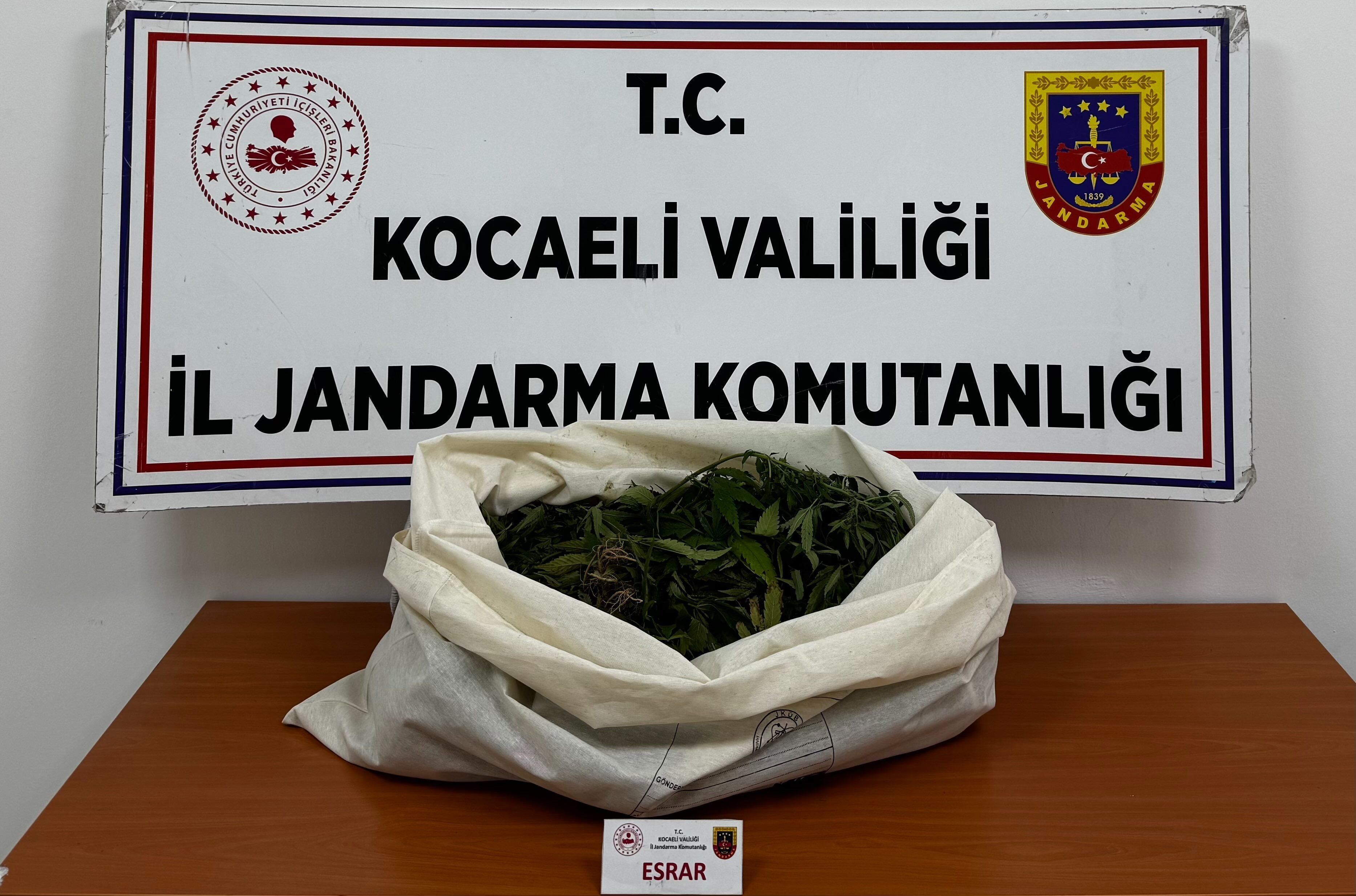 Kocaeli'de 4 İlçede 3 Kilodan Fazla Esrar Ele Geçti